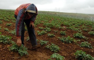 فلاحون يتنفسون الصعداء بقدوم أمطار موسم الخريف فلاحون يتنفسون الصعداء بقدوم أمطار موسم الخريف