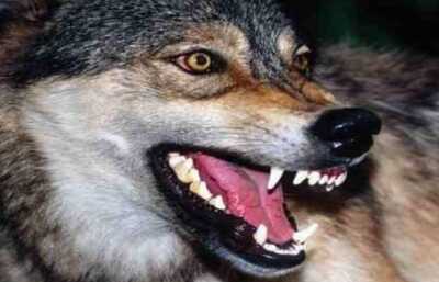 ذئب متوحش يفتك بخمسيني ضواحي الحسيمة ذئب متوحش يفتك بخمسيني ضواحي الحسيمة