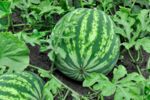 قرار جديد لمنع زراعة “ الدلاح ” قرار جديد لمنع زراعة “ الدلاح ”