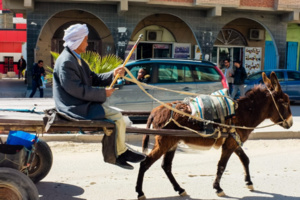 العربات المجرورة بالدواب تشوه جمالية المدن