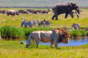 إطار عالمي للتنوع البيولوجي إطار عالمي للتنوع البيولوجي