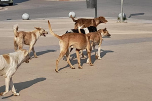 انتشار الكلاب الضالة انتشار الكلاب الضالة