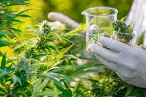 تسويق المنتجات المشتقة من "الكيف" تسويق المنتجات المشتقة من "الكيف"