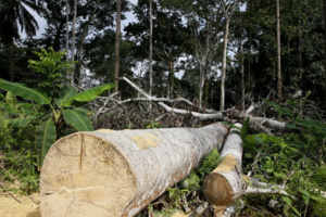 اجتثاث المساحات الغابوية اجتثاث المساحات الغابوية