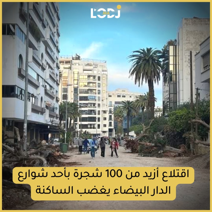 اقتلاع أزيد من 100 شجرة بأحد شوارع الدار البيضاء يغضب الساكنة