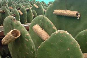 مسحوق "الدودة القرمزية" مسحوق "الدودة القرمزية"