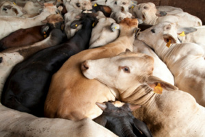 "أونسا" : الحيوانات السليمة هي التي يسمح لها بدخول المملكة "أونسا" : الحيوانات السليمة هي التي يسمح لها بدخول المملكة