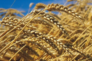 الأمن الغذائي : كيف تدير المملكة وارداتها من القمح ؟