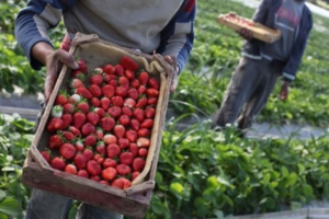 المغرب يحقق 70 مليون دولار من صادرات الفراولة