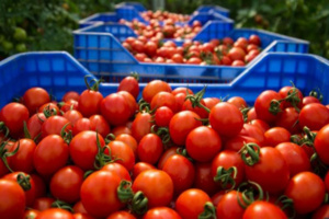 وقف تصدير الطماطم يُغضب فلاحي سوس وقف تصدير الطماطم يُغضب فلاحي سوس
