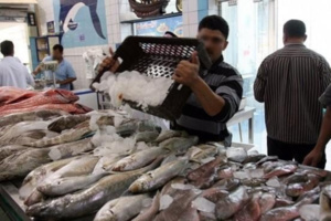 جولة بأحد أسواق بيع الأسماك بتامسنا جولة بأحد أسواق بيع الأسماك بتامسنا