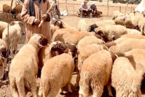 أسعار الأعلاف في لهيب متزايد 