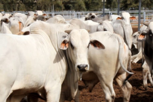 جنون الأبقار وضعف جودتها جنون الأبقار وضعف جودتها
