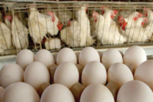 أسعار الدواجن تواصل الارتفاع بالمغرب أسعار الدواجن تواصل الارتفاع بالمغرب