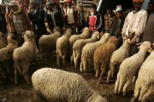 انعكاسات استيراد الأغنام من الخارج تجر وزير الفلاحة للمساءلة