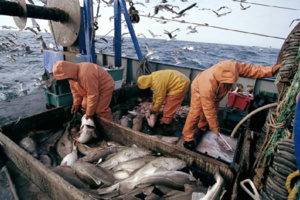 انخفاض الكميات المفرغة من منتوجات الصيد انخفاض الكميات المفرغة من منتوجات الصيد