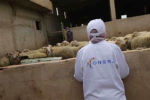 مصالح «أونسا» بالداخلة تواصل مراقبة المواشي قُبيْل عيد الأضحى مصالح «أونسا» بالداخلة تواصل مراقبة المواشي قُبيْل عيد الأضحى