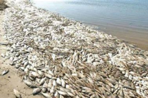 خبير يكشف سبب نفوق الأسماك في خليج الداخلة خبير يكشف سبب نفوق الأسماك في خليج الداخلة