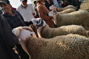 جماعة تيط مليل : قطيع من الأغنام المستوردة من رومانيا جماعة تيط مليل : قطيع من الأغنام المستوردة من رومانيا