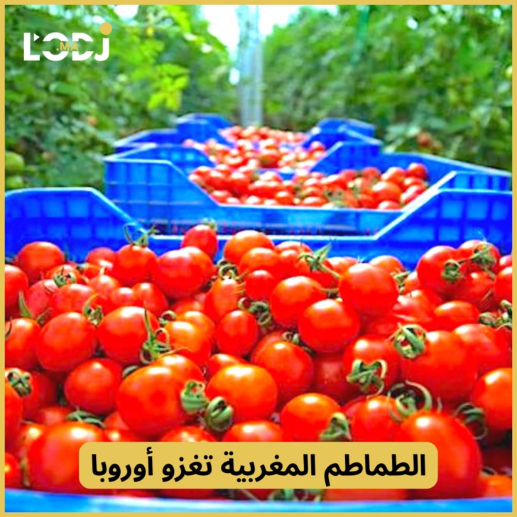 الطماطم المغربية تغزو أوروبا 