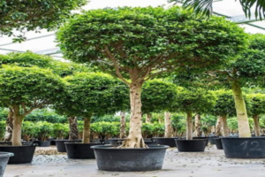 الدار البيضاء : عملية تشجير فاشلة الدار البيضاء : عملية تشجير فاشلة