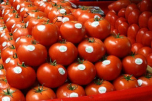 الطماطم المحفوظة المستوردة من مصر قيد التحقيق