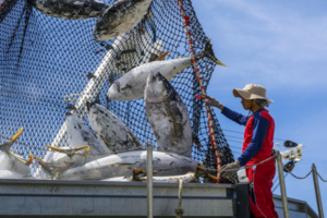 ميناء المهدية.. ارتفاع الكميات المفرغة بنسبة 150 في المائة عند متم يوليوز ميناء المهدية.. ارتفاع الكميات المفرغة بنسبة 150 في المائة عند متم يوليوز