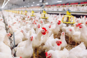 مجلس الحكومة.. المصادقة على مشروع مرسوم يتعلق بالوقاية الصحية لتربية الطيور الداجنة مجلس الحكومة.. المصادقة على مشروع مرسوم يتعلق بالوقاية الصحية لتربية الطيور الداجنة