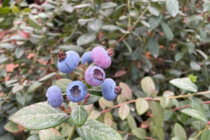 مصر تترقب الظروف المناخية بالمملكة المغربية للمنافسة على تصدير التوت للأسواق العالمية مصر تترقب الظروف المناخية بالمملكة المغربية للمنافسة على تصدير التوت للأسواق العالمية