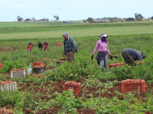 عاجل.. الحكومة ترفع الحد الأدنى للأجور بالقطاعات الفلاحية وغيرها إلى 3120 درهما في الشهر عاجل.. الحكومة ترفع الحد الأدنى للأجور بالقطاعات الفلاحية وغيرها إلى 3120 درهما في الشهر