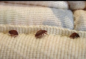 موجة قلق في باريس بعد انتشار" بق الفراش" موجة قلق في باريس بعد انتشار" بق الفراش"