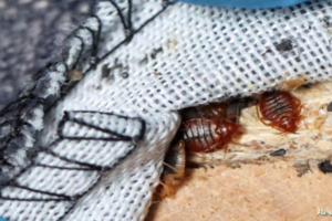 تفعيل نظام اليقظة الصحية لمواجهة تسرب حشرة بق الفراش إلى التراب الوطني تفعيل نظام اليقظة الصحية لمواجهة تسرب حشرة بق الفراش إلى التراب الوطني