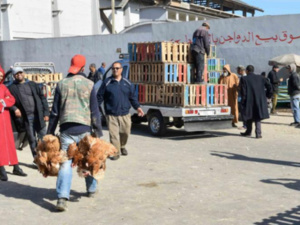 ترحيل سوق الجملة للدواجن وإحداث سوق جديد بالبيضاء ترحيل سوق الجملة للدواجن وإحداث سوق جديد بالبيضاء