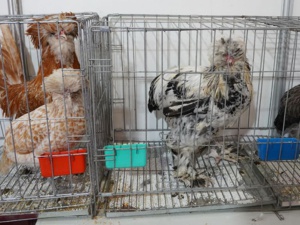 معرض الدواجن بالبيضاء يستقطب عارضين من المغرب وإفريقيا معرض الدواجن بالبيضاء يستقطب عارضين من المغرب وإفريقيا