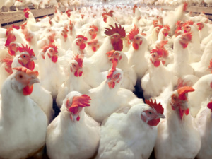 هذه أسباب ارتفاع أسعار الدجاج الرومي بالأسواق هذه أسباب ارتفاع أسعار الدجاج الرومي بالأسواق