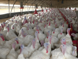 بسبب الأنفلونزا وغلاء الأعلاف.. أسعار الدواجن تحلق عاليا بسبب الأنفلونزا وغلاء الأعلاف.. أسعار الدواجن تحلق عاليا