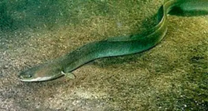 اللجنة الدائمة لاتفاقية التجارة الدولية في أنواع النباتات والحيوانات المتوحشة المهددة بالانقراض تهنأ المغرب على التزامه بالمحافظة على سمك الأنقليس الأوروبي (Anguilla anguilla) اللجنة الدائمة لاتفاقية التجارة الدولية في أنواع النباتات والحيوانات المتوحشة المهددة بالانقراض تهنأ المغرب على التزامه بالمحافظة على سمك الأنقليس الأوروبي (Anguilla anguilla)