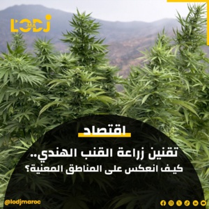 تقنين زراعة القنب الهندي.. كيف انعكس على المناطق المعنية؟ تقنين زراعة القنب الهندي.. كيف انعكس على المناطق المعنية؟