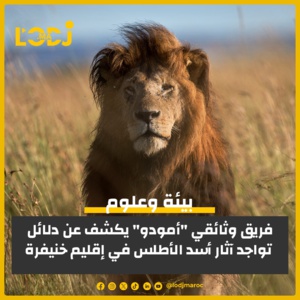 البحث عن أسد الأطلس الأسطوري في المغرب يكتسب زخماً