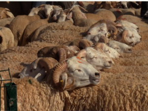 بيطري يقدم توضيحات حول سبل الوقاية والعلاج من مرض جذري الأغنام بيطري يقدم توضيحات حول سبل الوقاية والعلاج من مرض جذري الأغنام