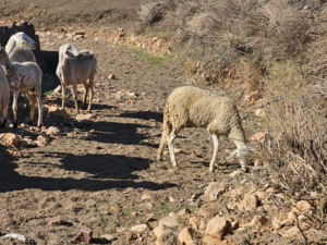 تأخر التساقطات يضعف الأمل في موسم فلاحي متوسط تأخر التساقطات يضعف الأمل في موسم فلاحي متوسط