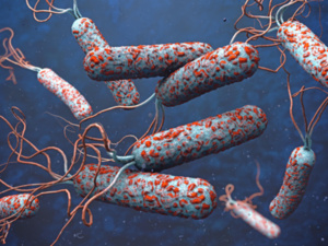 755 وفاة في يناير الماضي.. منظمة الصحة العالمية تحذر من تفشي الكوليرا 755 وفاة في يناير الماضي.. منظمة الصحة العالمية تحذر من تفشي الكوليرا