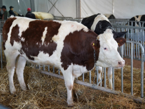 اختتام النسخة الأولى لمعرض تربية المواشي بالجديدة اختتام النسخة الأولى لمعرض تربية المواشي بالجديدة