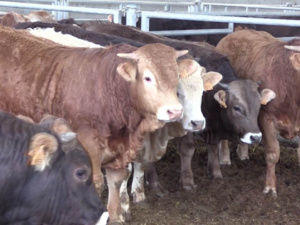 شبكات تستغل استيراد الأبقار في غسل أموال شبكات تستغل استيراد الأبقار في غسل أموال