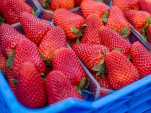 اخبار كاذبة حول سلامة منتوج الفراولة المغربية اخبار كاذبة حول سلامة منتوج الفراولة المغربية