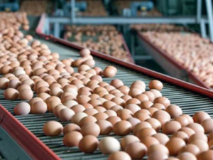 توقعات بتراجع أسعار البيض واستقرارها خلال النصف الثاني من شهر رمضان توقعات بتراجع أسعار البيض واستقرارها خلال النصف الثاني من شهر رمضان