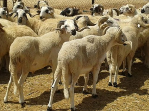 بمبلغ قدره 500 درهم تقوم الحكومة بدعم أضاحي العيد المستوردة بمبلغ قدره 500 درهم تقوم الحكومة بدعم أضاحي العيد المستوردة