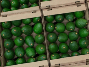 إيرادات قياسية للأفوكادو في المغرب: 120 مليار سنتيم خلال سبعة أشهر إيرادات قياسية للأفوكادو في المغرب: 120 مليار سنتيم خلال سبعة أشهر