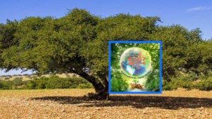 انطلاق أشغال الدورة الثالثة للمنتدى الدولي للأشجار بمتحف محمد السادس لحضارة الماء بمراكش انطلاق أشغال الدورة الثالثة للمنتدى الدولي للأشجار بمتحف محمد السادس لحضارة الماء بمراكش