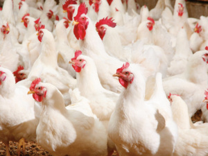 سبب انخفاض أسعار الدواجن في المغرب: تحليل العوامل المؤثرة سبب انخفاض أسعار الدواجن في المغرب: تحليل العوامل المؤثرة